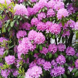 Meet your Posher, Anu